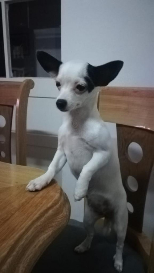 Perla