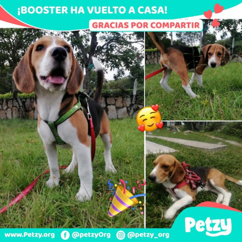 Foto de mascota Booster