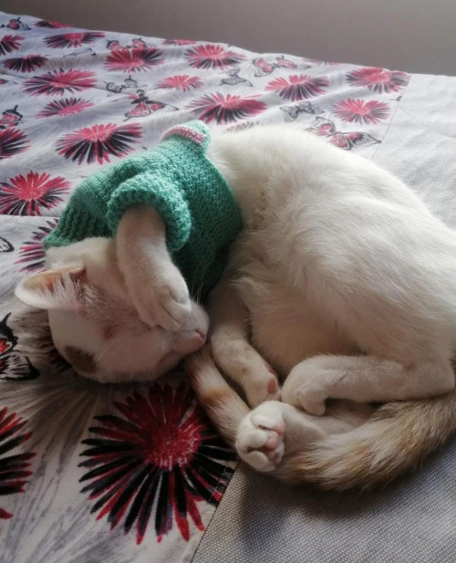 Ginger