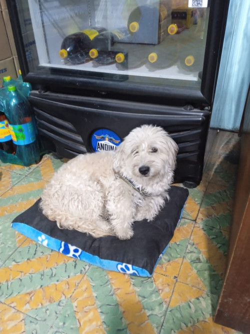 Tobi