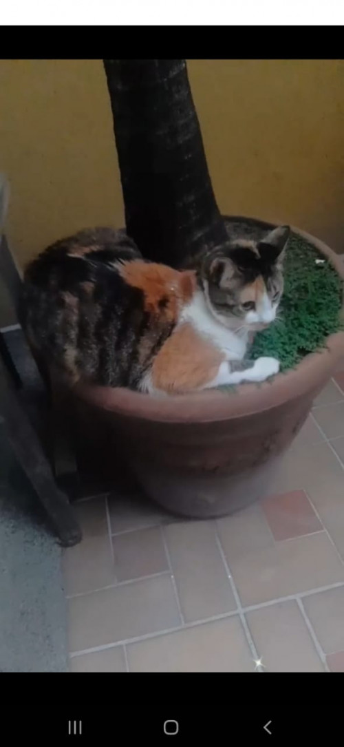 Mía
