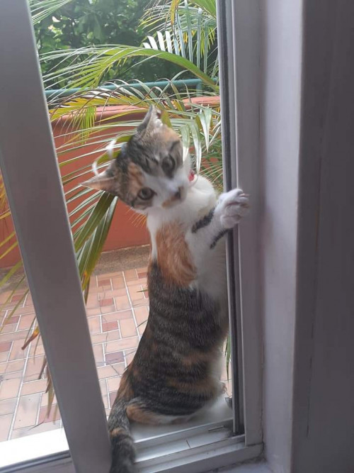 Mía