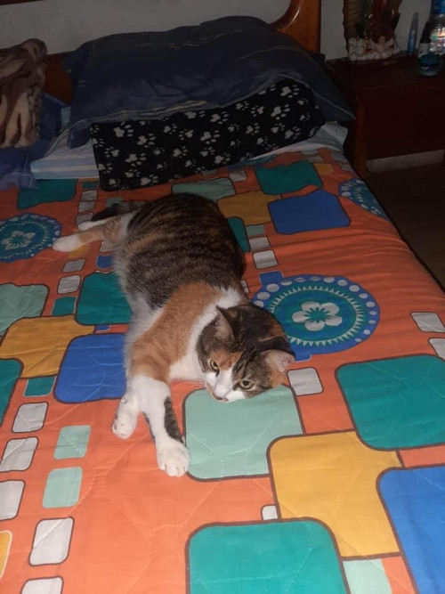 Mía