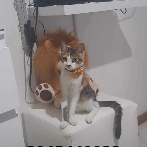 Mía