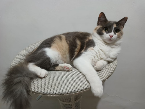 Sahori