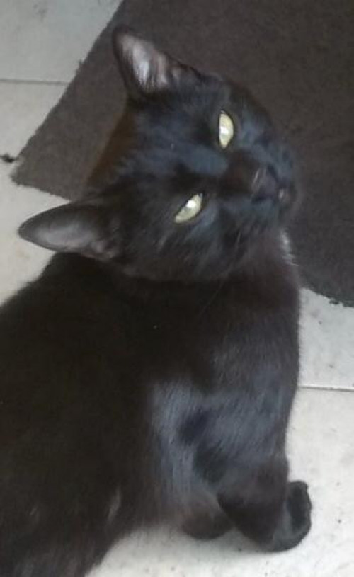 Oliver