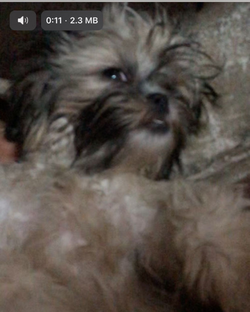 Chloe