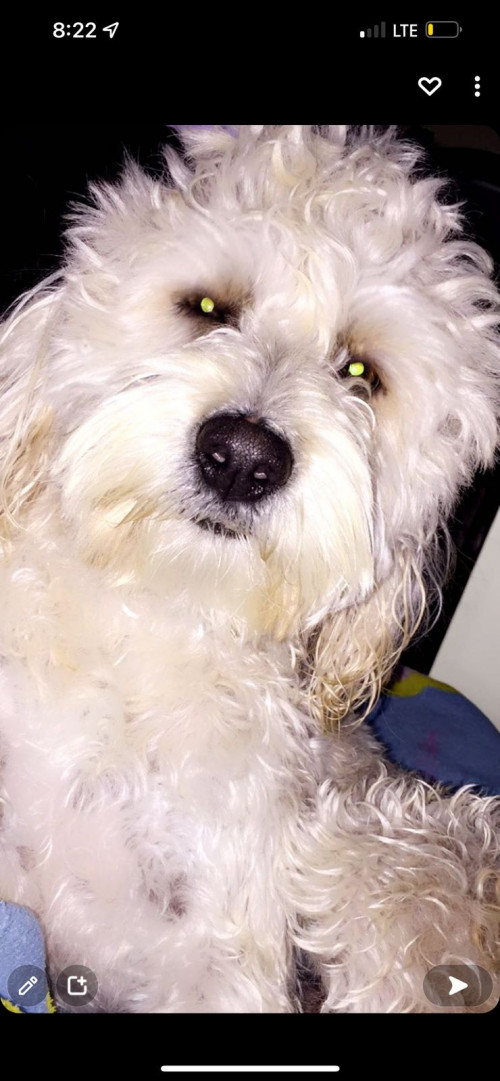 Simón