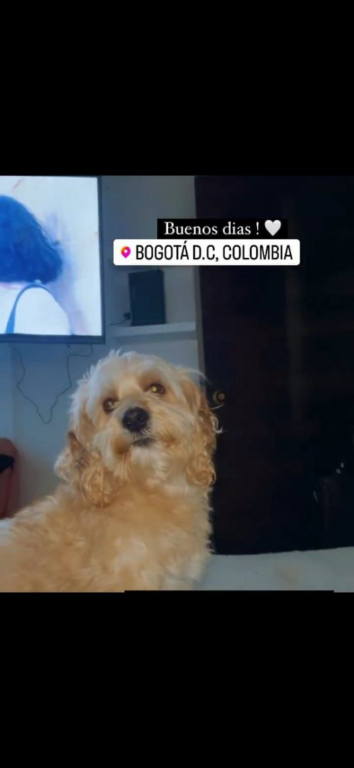 Simón