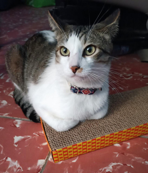 Orión