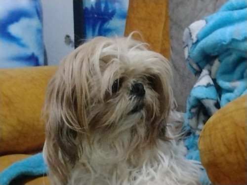 Lulú