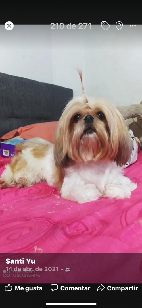 Lulú