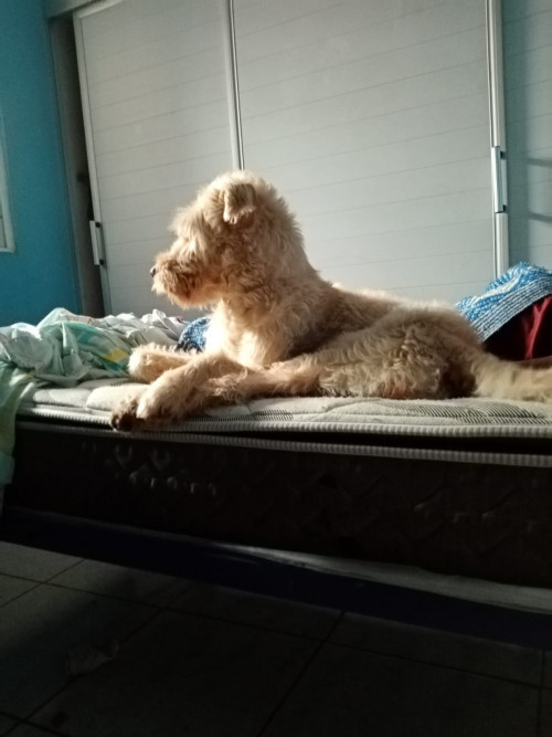 Ginger