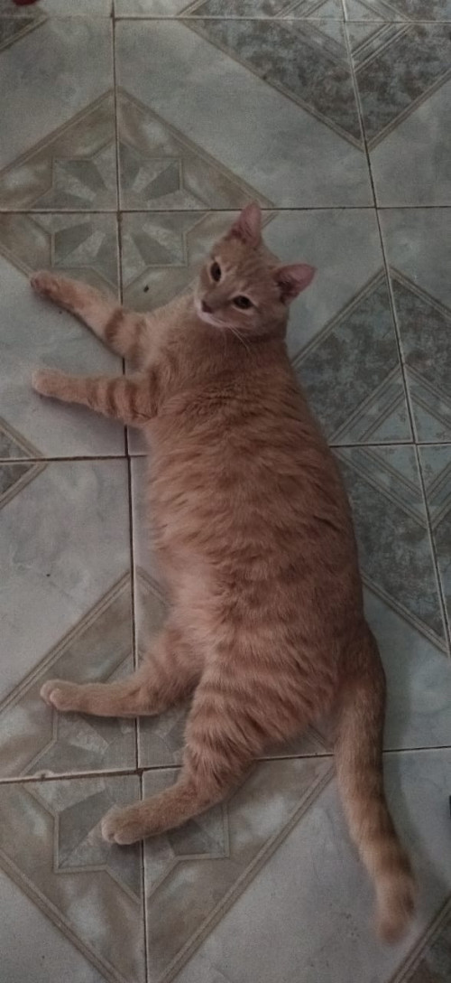Max