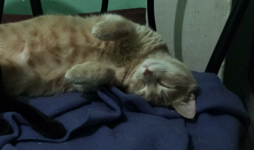Max