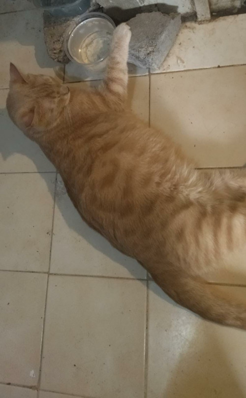Max
