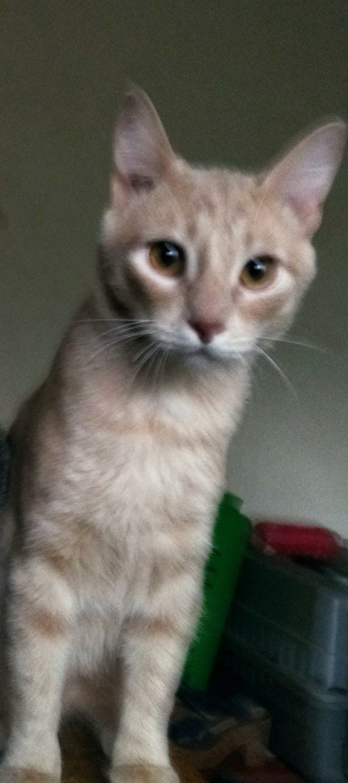 Max