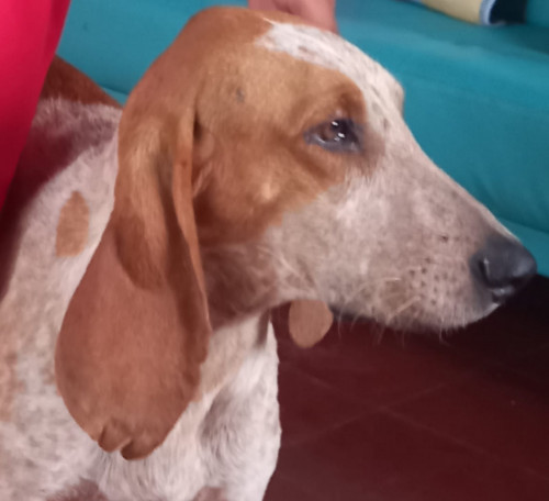 Axel