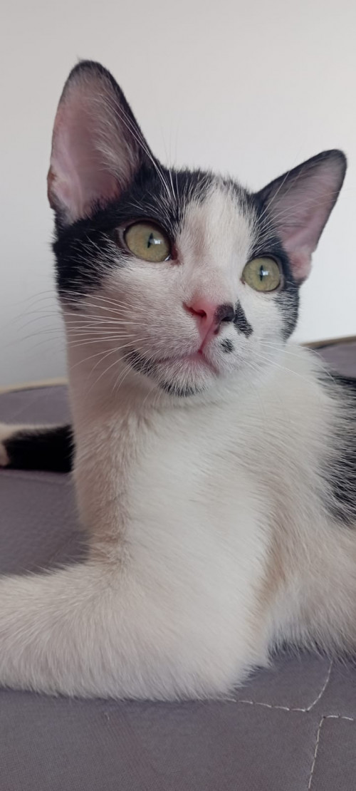 Oliver