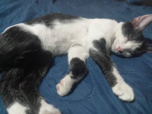 Oliver