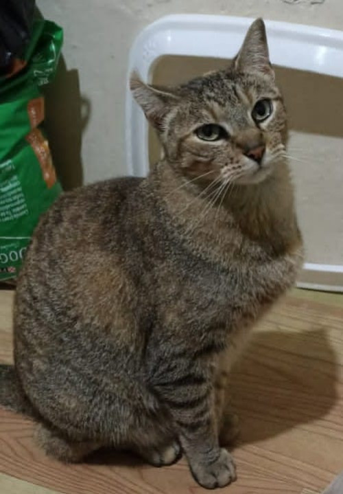 Niña