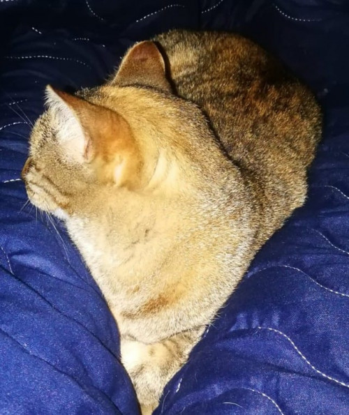 Niña