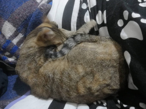 Niña