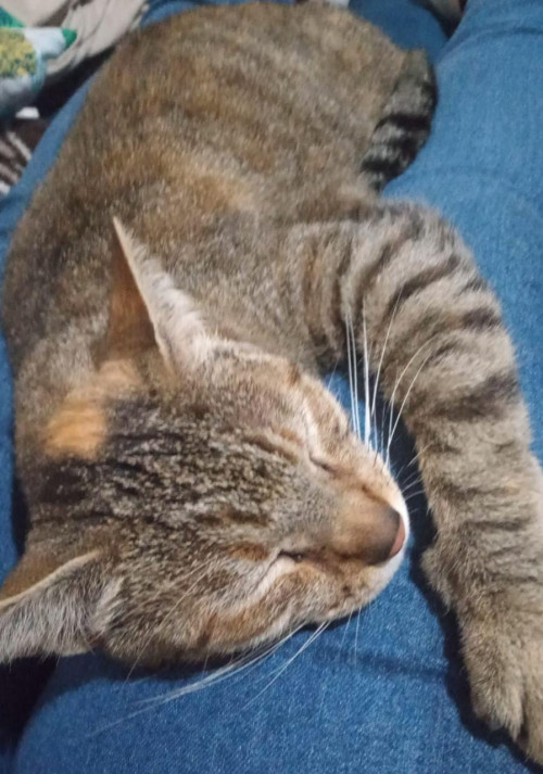 Niña