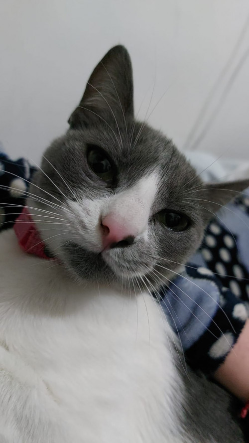 Missy
