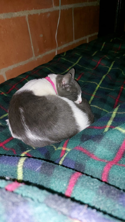 Missy