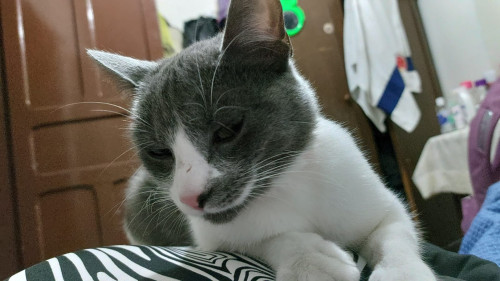 Missy