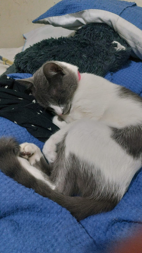 Missy