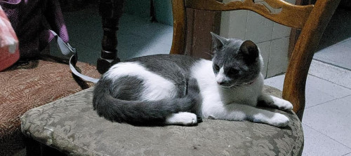 Missy