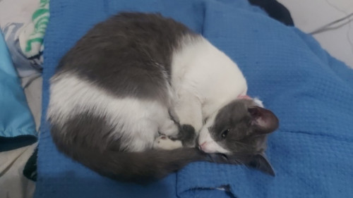 Missy