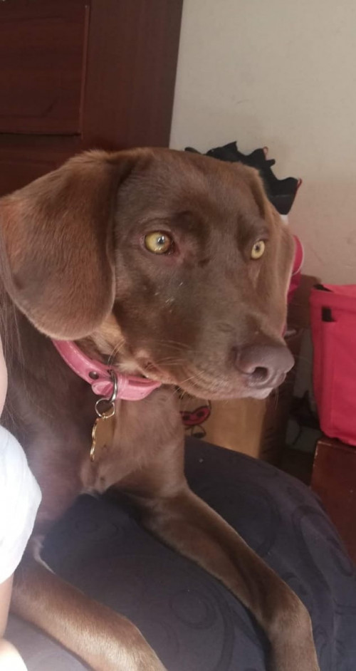 Canela