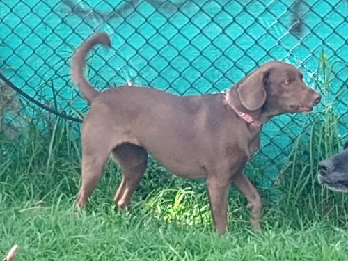 Canela