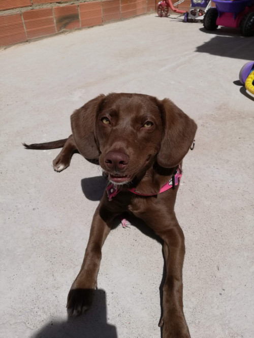 Canela