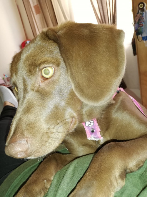 Canela