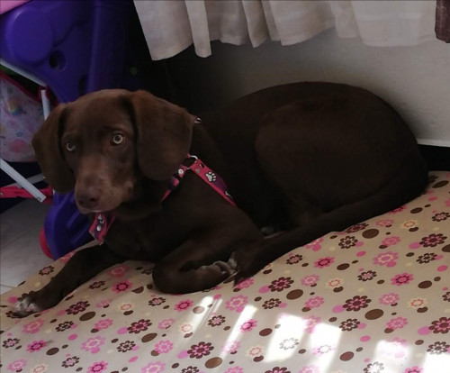 Canela