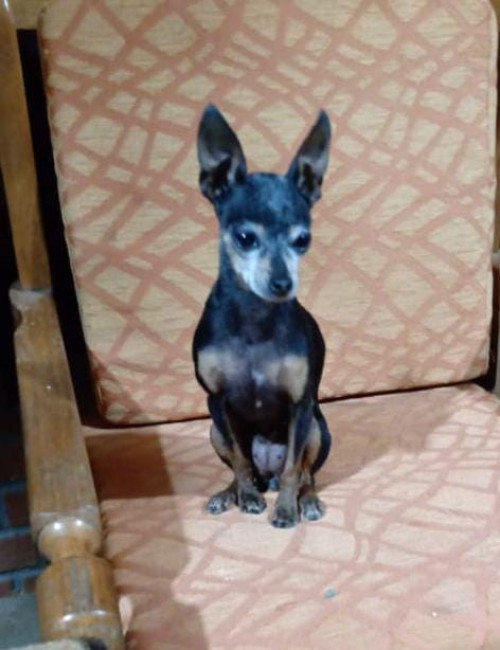 Perla