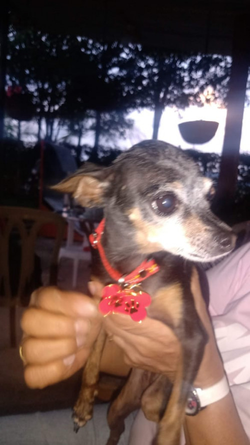 Perla