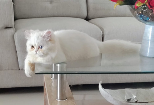 White