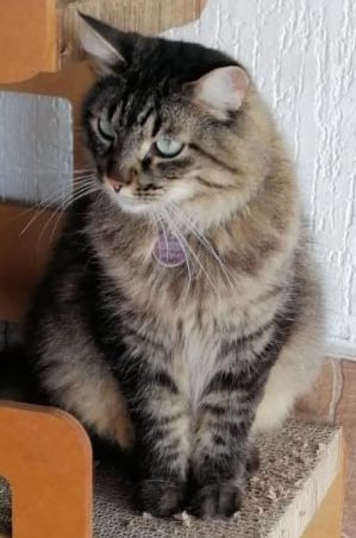 Odin
