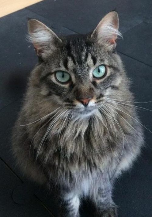 Odin