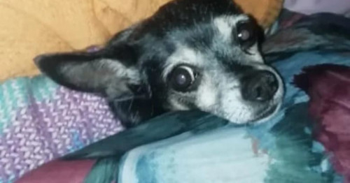 Manchas
