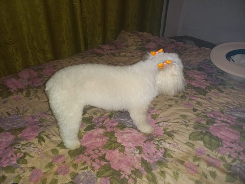Milu