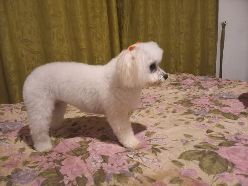 Milu
