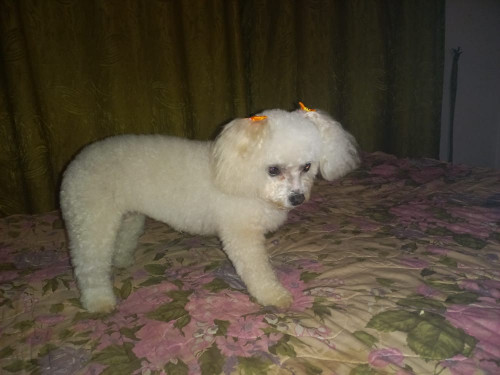 Milu