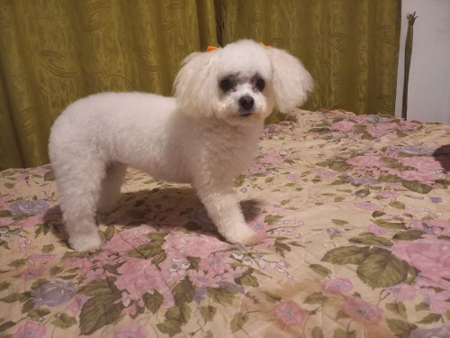 Milu