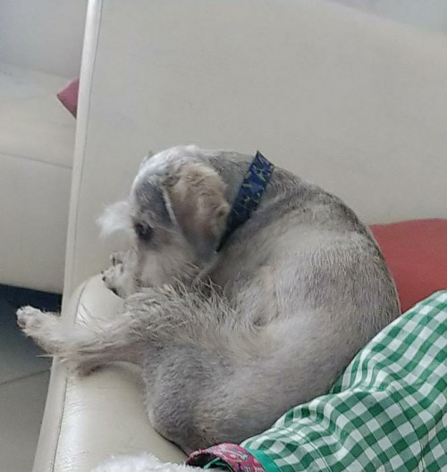 Nicolás